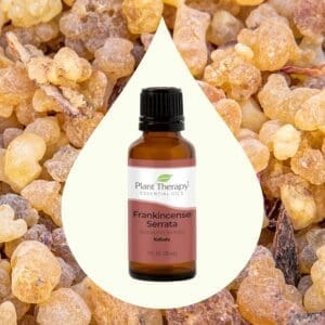 Frankincense Serrata