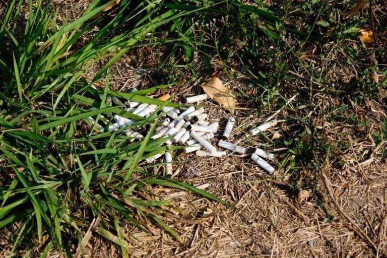 Discarded cigarette butts littering a dry patch of grass, symbolizing the harmful and lasting effects of smoking.